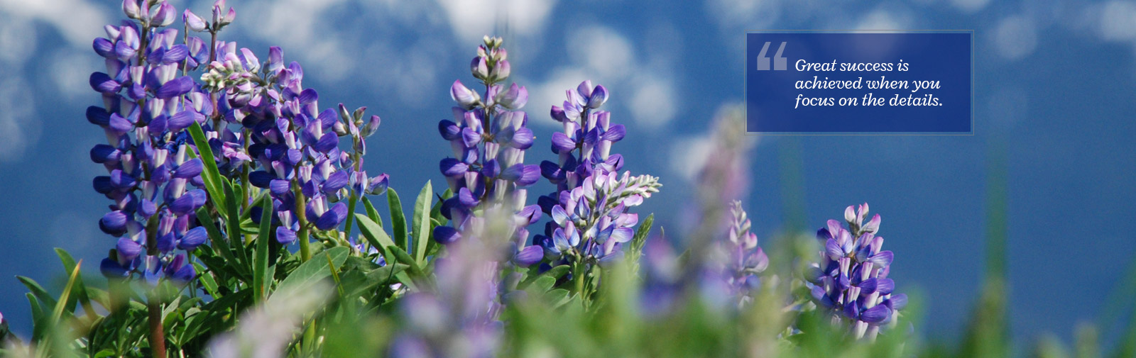 Jones Capital Advisors - purple lupine field landscape
